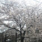 京田辺市、八幡市で桜の花が咲かないでお悩みは、