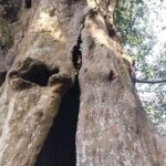 🌳御神木の治療を分かりやすく解説|御神木の治療についてまとめたページを公開
