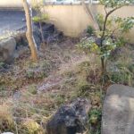 八幡市で草引き