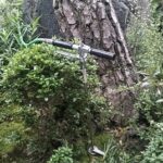 松くい虫(松枯れ)予防対策 枚方市