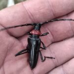 クビアカツヤカミキリが向日市に