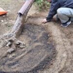 松の移植は慎重に｜樹木医が進める三年計画の根回し