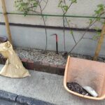 京都市でバラの管理作業｜弱った株の改善と春に向けたケア