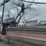 桜の剪定をしました